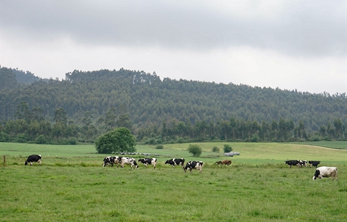 El Gobierno de Cantabria pide a los ganaderos que extremen las...