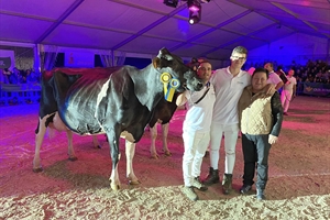 Perrito Sneaker Randa (Ganadera Perrito), Vaca Gran Campeona de Tineo 2023