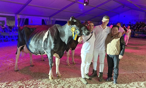 Perrito Sneaker Randa (Ganader�a Perrito), Vaca Gran Campeona de Tineo 2023