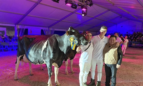 Perrito Sneaker Randa (Ganadera Perrito), Vaca Gran Campeona de Tineo 2023