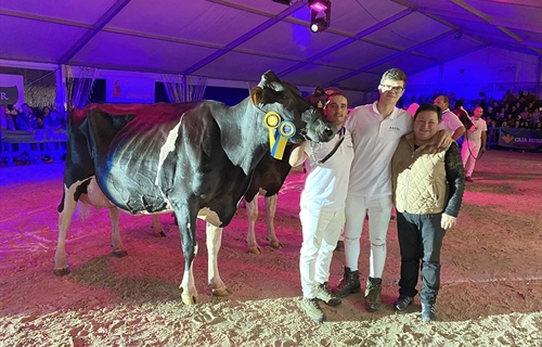 Perrito Sneaker Randa (Ganadera Perrito), Vaca Gran Campeona de Tineo 2023