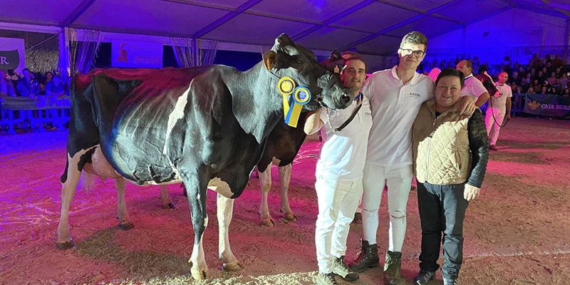 Perrito Sneaker Randa (Ganadera Perrito), Vaca Gran Campeona de Tineo 2023