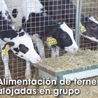 Alimentacin de terneras alojadas en grupo