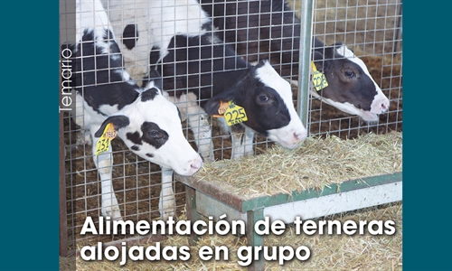 Alimentacin de terneras alojadas en grupo