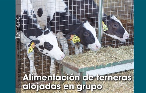 Alimentacin de terneras alojadas en grupo