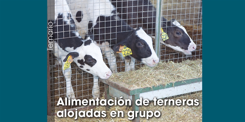 Alimentacin de terneras alojadas en grupo