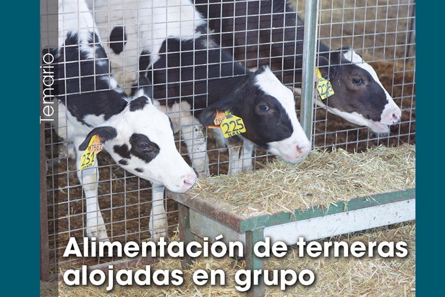 Alimentacin de terneras alojadas en grupo