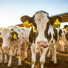 Un estudio de MSD indica que el coronavirus bovino (BoCV) es altamente prevalente en las granjas lecheras de España