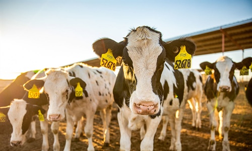 Un estudio de MSD indica que el coronavirus bovino (BoCV) es altamente...