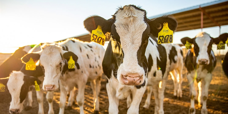 Un estudio de MSD indica que el coronavirus bovino (BoCV) es altamente prevalente en las granjas lecheras de España
