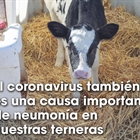 El coronavirus también es una causa importante de neumonía en nuestras terneras