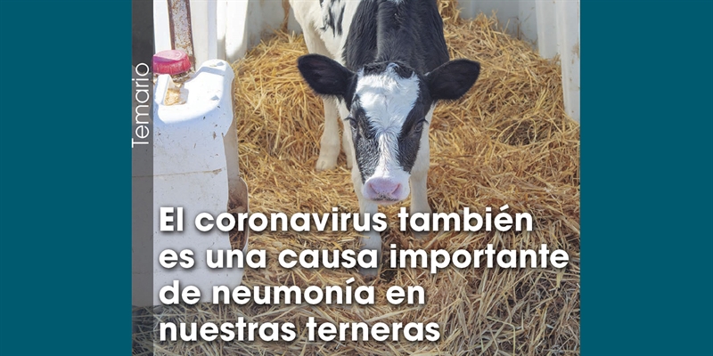 El coronavirus tambin es una causa importante de neumona en nuestras terneras