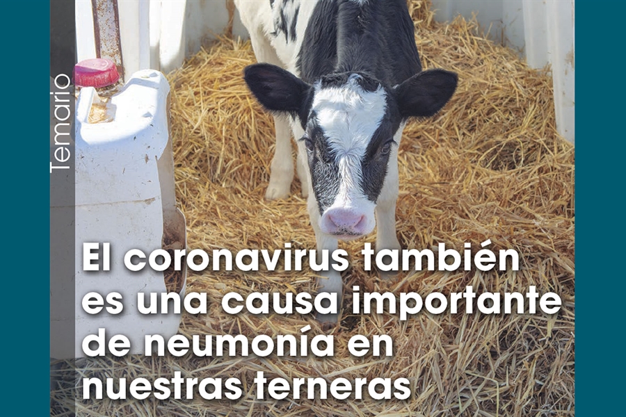El coronavirus también es una causa importante de neumonía en nuestras...