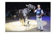 Llinde Ariel Jordan (Ceceño), vaca más laureada en la historia de los Nacionales de Raza Frisona
