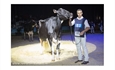 Llinde Ariel Jordan (Ceceo), vaca ms laureada en la historia de los Nacionales de Raza Frisona