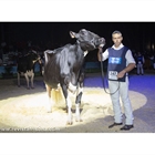 Llinde Ariel Jordan (Ceceo), vaca ms laureada en la historia de los Nacionales de Raza Frisona