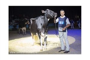 Llinde Ariel Jordan (Ceceo), vaca ms laureada en la historia de los Nacionales de Raza Frisona