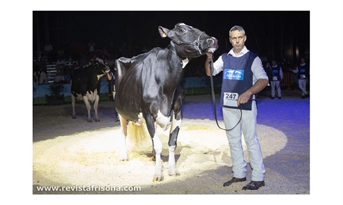 Llinde Ariel Jordan (Ceceo), vaca ms laureada en la historia de los...