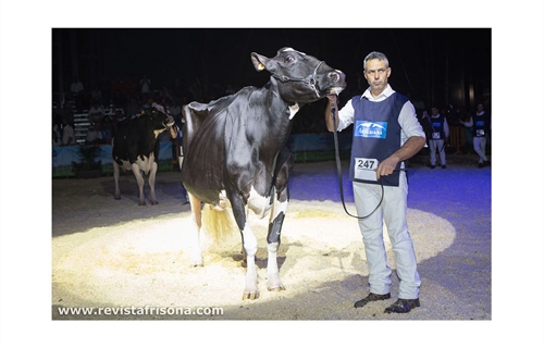 Llinde Ariel Jordan (Ceceo), vaca ms laureada en la historia de los...