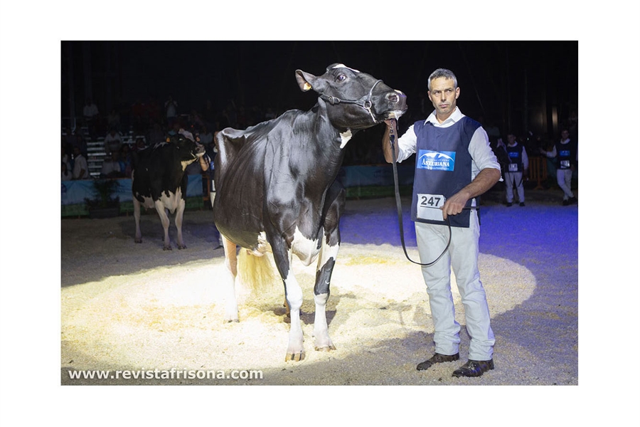 Llinde Ariel Jordan (Ceceo), vaca ms laureada en la historia de los...