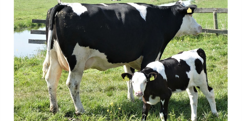 Identificacin de marcadores genticos de inmunocompetencia en vacuno de leche patente y transferencia del conocimiento