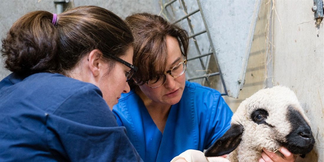 #RealidadGanadera: Los beneficios de la vacunacin en el bienestar animal