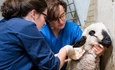#RealidadGanadera: Los beneficios de la vacunacin en el bienestar animal