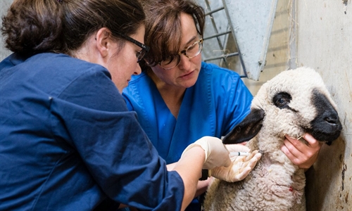 #RealidadGanadera: Los beneficios de la vacunacin en el bienestar animal
