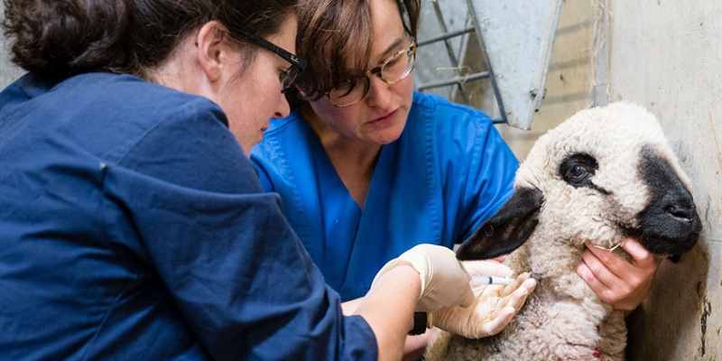 #RealidadGanadera: Los beneficios de la vacunacin en el bienestar animal