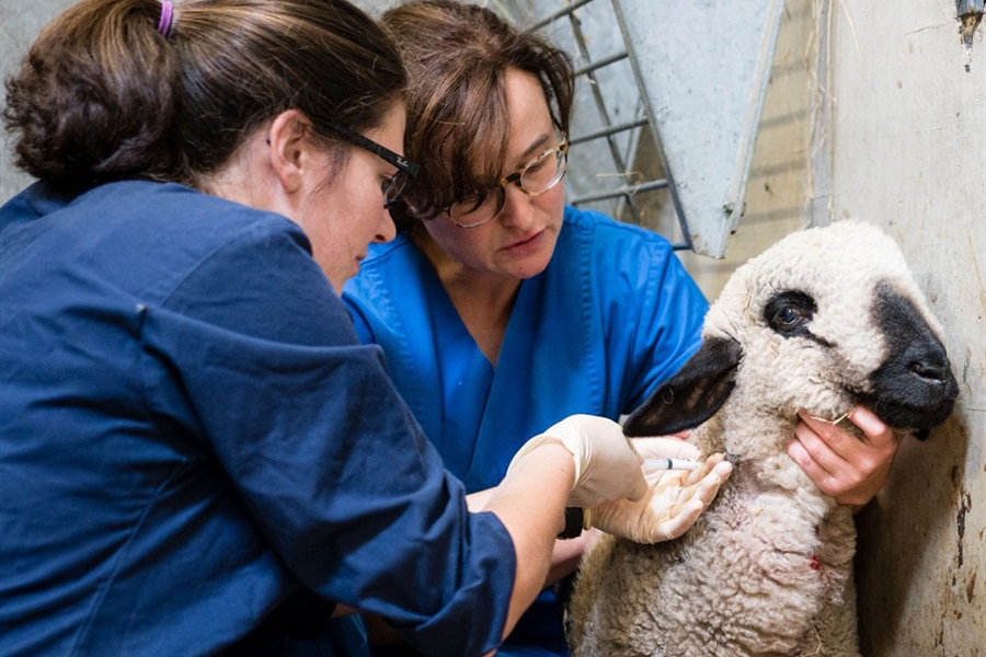 #RealidadGanadera: Los beneficios de la vacunación en el bienestar animal
