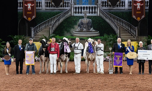 Shakira vuelve a coronarse en Madison como Vaca Campeona Suprema de...