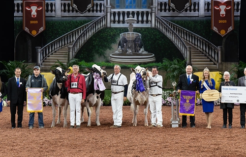 Shakira vuelve a coronarse en Madison como Vaca Campeona Suprema de...