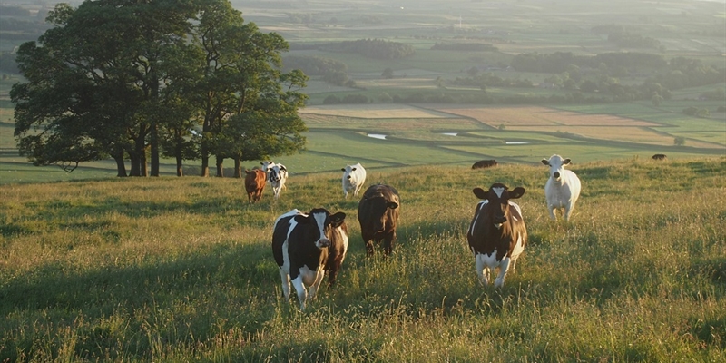 #RealidadGanadera: Hechos sobre la ganader�a y el uso de la tierra