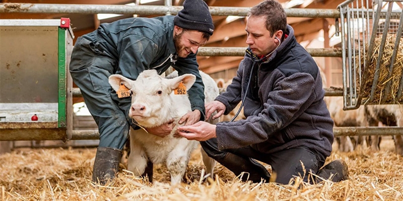 La Comisin Europea autoriza la comercializacin de la primera vacuna frente el coronavirus bovino