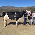 La Borda Delta-Lambda 392-479, Vaca Gran Campeona del Concurso de Raza Frisona de Bellver de Cerdanya 2023