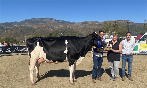 La Borda Delta-Lambda 392-479, Vaca Gran Campeona del Concurso de Raza...