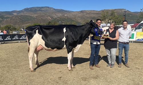 La Borda Delta-Lambda 392-479, Vaca Gran Campeona del Concurso de Raza...