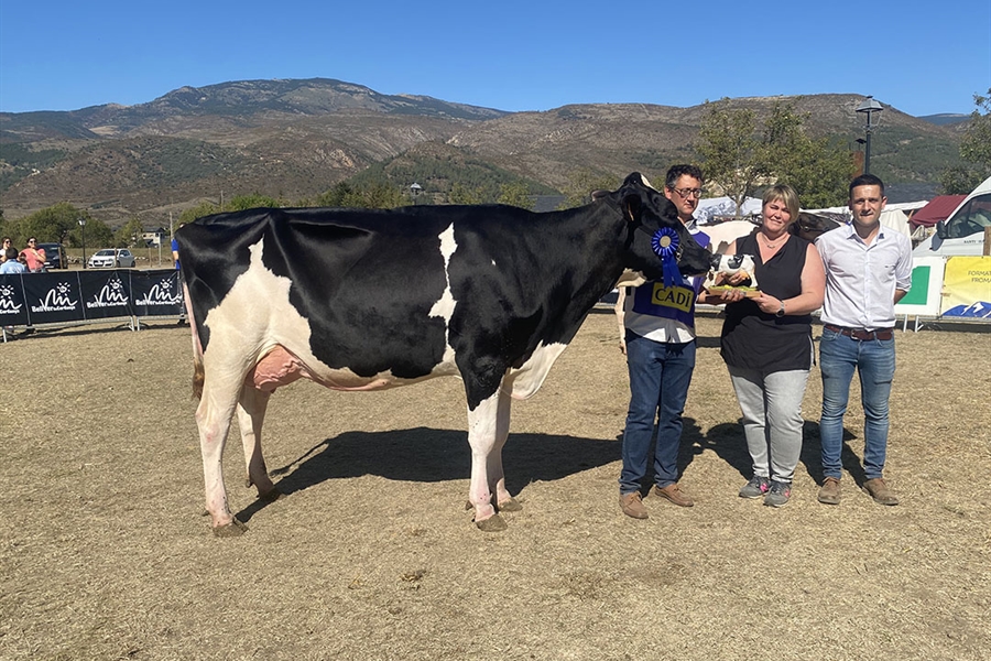 La Borda Delta-Lambda 392-479, Vaca Gran Campeona del Concurso de Raza...