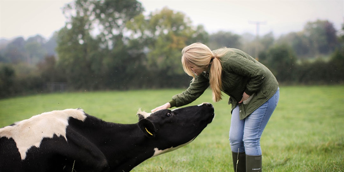 Mastitis: Consejos para manejar su rebao de vacuno de leche
