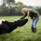 Mastitis: Consejos para manejar su rebao de vacuno de leche