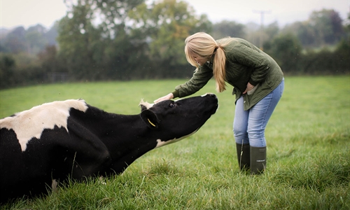 Mastitis: Consejos para manejar su rebao de vacuno de leche