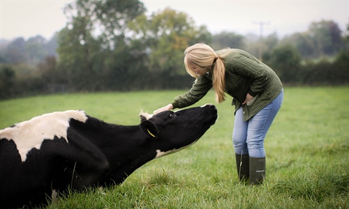 Mastitis: Consejos para manejar su rebao de vacuno de leche