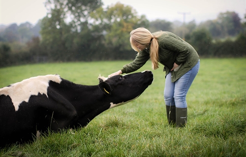 Mastitis: Consejos para manejar su rebao de vacuno de leche