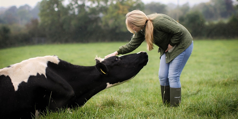 Mastitis: Consejos para manejar su rebao de vacuno de leche