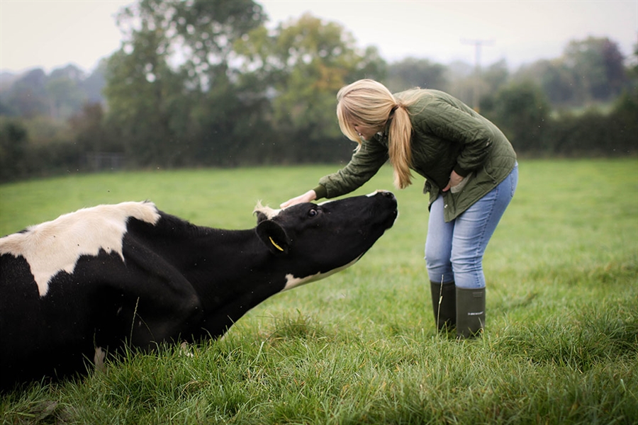 Mastitis: Consejos para manejar su rebao de vacuno de leche