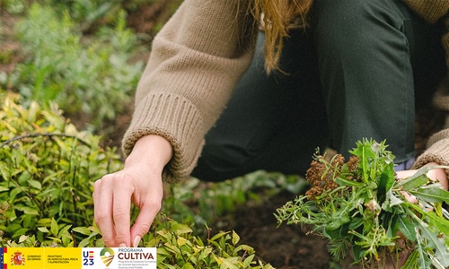 Abierta la convocatoria del programa CULTIVA 2023 para jvenes...