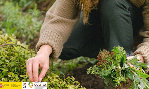 Abierta la convocatoria del programa CULTIVA 2023 para jvenes...