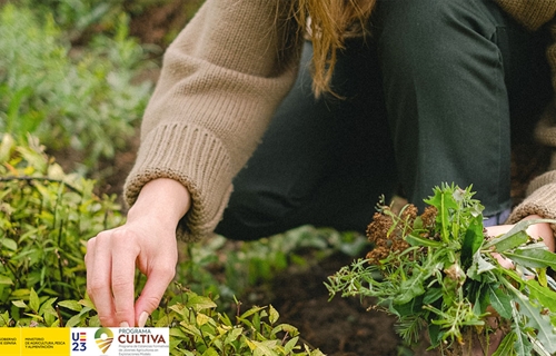 Abierta la convocatoria del programa CULTIVA 2023 para jvenes...