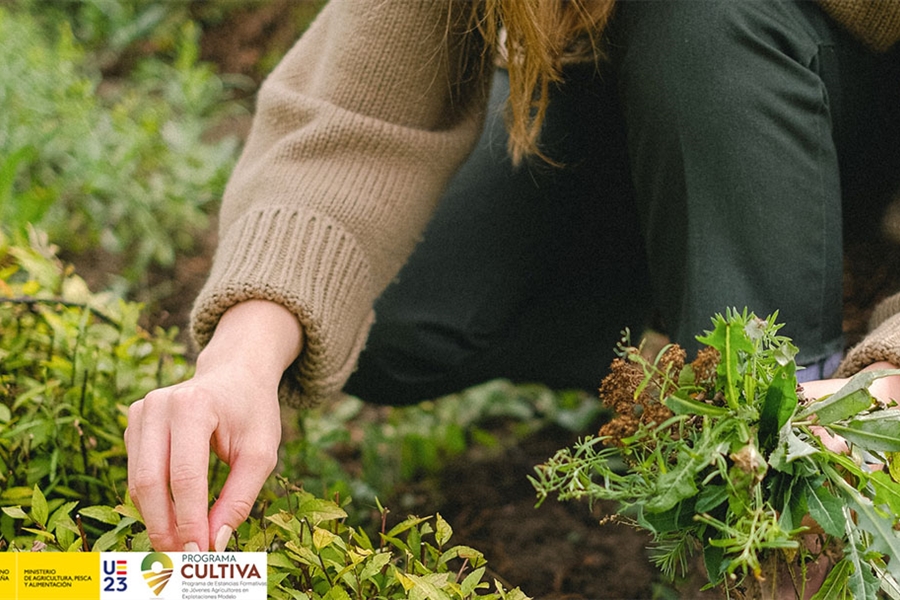 Abierta la convocatoria del programa CULTIVA 2023 para jvenes...