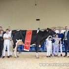 Casa Nueva Unstopabull Reyna ET, Vaca Gran Campeona de Euskal Herria 2023